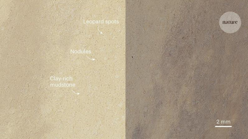Análise de rocha sedimentar rica em argila em Marte, com nódulos de material verde contendo o mineral vivianita, embutidos em uma matriz de argila oxidada vermelha e marrom. Características mais complexas em 'pontos de leopardo' contêm vivianite e um mineral sulfeto (áreas claras dos pontos). Barra de escala de 2 milímetros (Foto: Reprodução)
