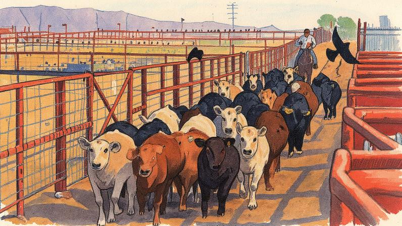 Gado de exportação em uma fazenda em Chihuahua, novembro de 2024 (Foto: Reprodução)