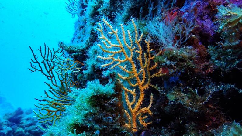 Coral em uma área protegida da Polinesia Francesa (Foto: Reprodução)