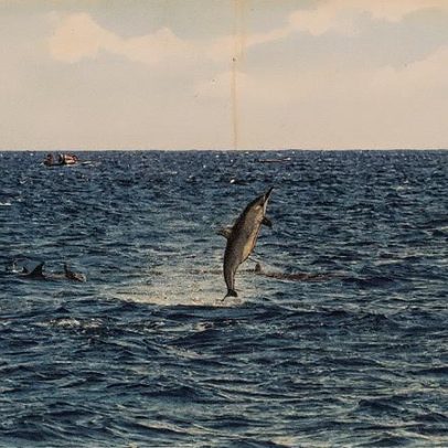 Golfinhos-rotadores encantam visitantes em Fernando de Noronha com espetáculo natural