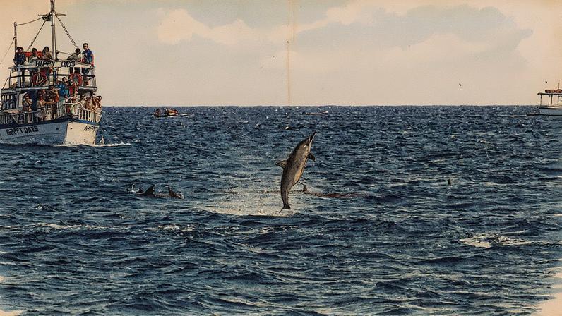 Turistas observam golfinhos-rotadores saltando nas águas de Fernando de Noronha, em Pernambuco (Foto: Reprodução)