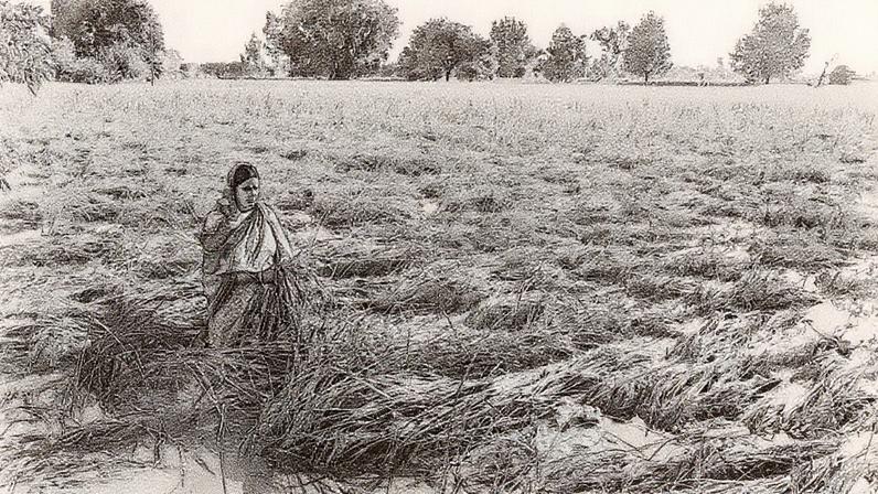 Mulher agricultora observa suas plantações de arroz submersas em águas de inundação após transbordamento do rio Ravi em uma vila perto de Ajnala (Foto: Reprodução)