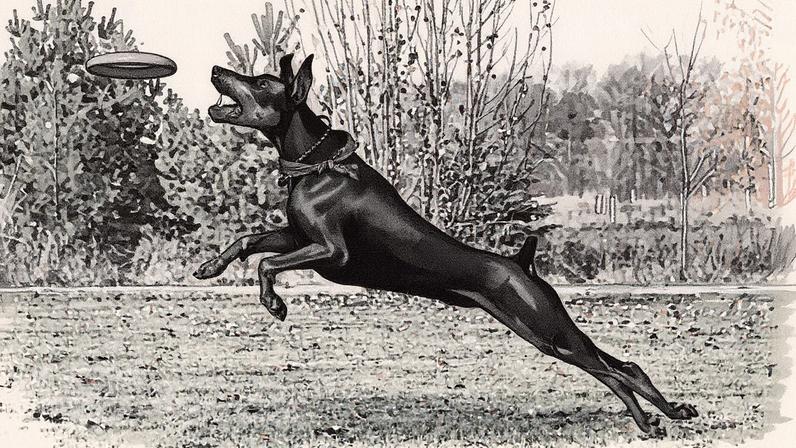 Doberman brincando em um parque (Foto: Reprodução)