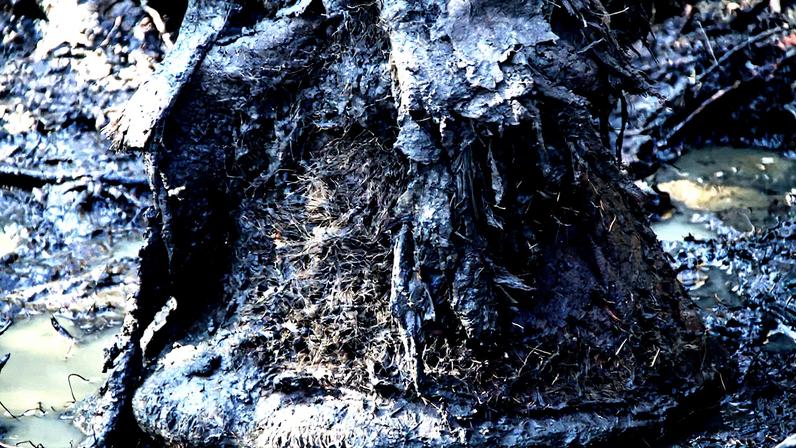 Pé de um mamut encontrado em Belaya Gora, na Sibéria (Foto: Reprodução)