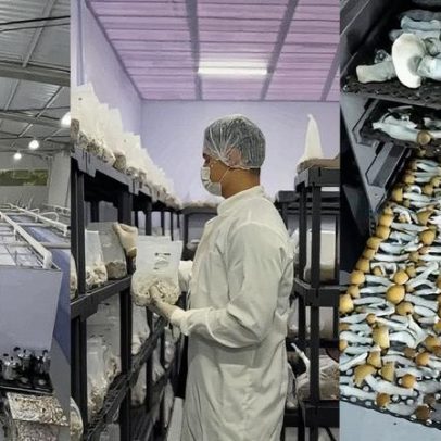 Operação desmantela rede que produzia 'cogumelos mágicos' em grande escala