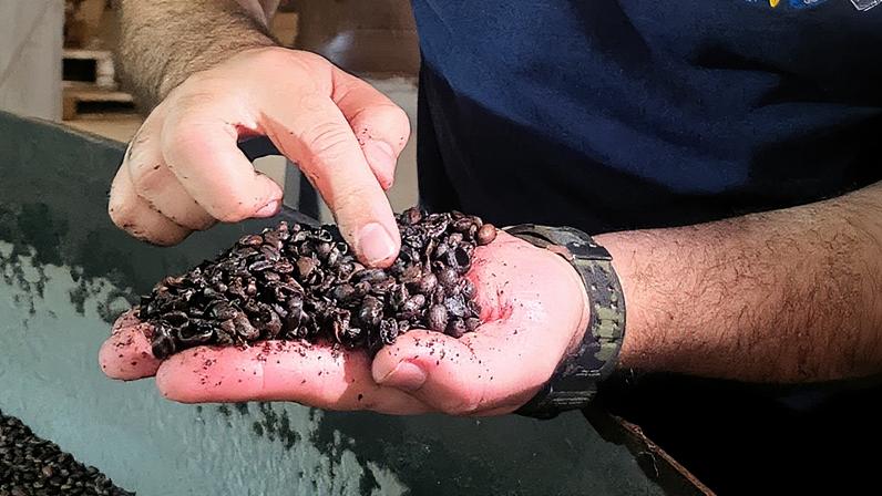 Aumento nos preços do arroz no Japão e acordo comercial com os EUA ainda não implementado (Foto: Reprodução)
