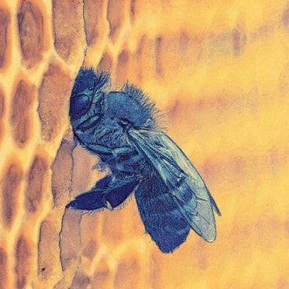 Como preparar ração para abelhas e entender sua importância para o meio ambiente