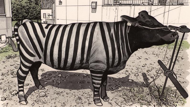 Vaca pintada como uma zebra para estudo sobre efeito disuasório de moscas (Foto: Reprodução)
