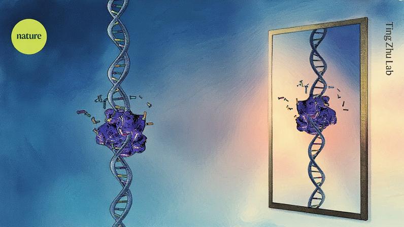 Pesquisadores desenvolvem sistemas biológicos que criam versões em imagem espelhada de DNA e outras moléculas essenciais à vida (Foto: Reprodução)