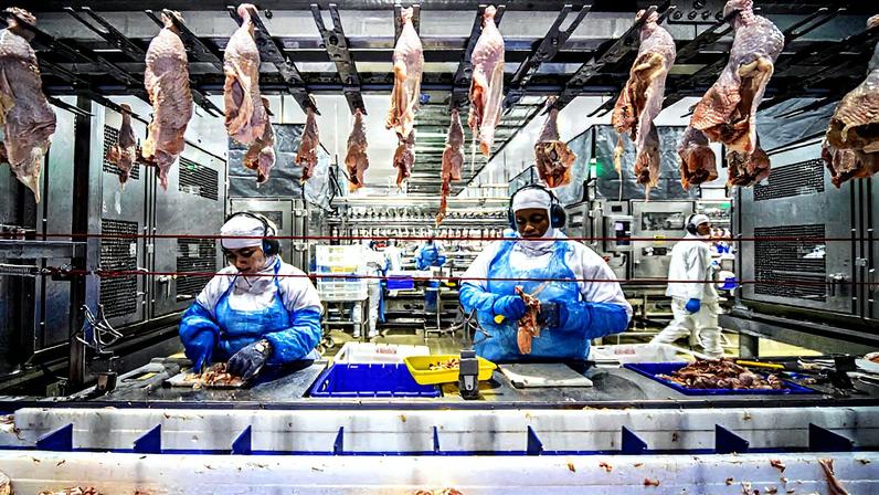 Brasil é o maior exportador de carne de frango do mundo, com 3,28 milhões de toneladas comercializadas entre janeiro e agosto de 2025 (Foto: Reprodução)