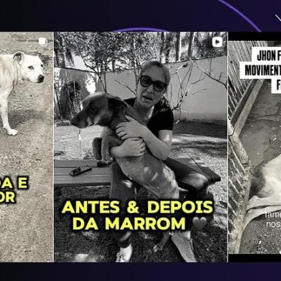 Ex-secretária de Canoas é acusada de matar cães após receber doações com eles