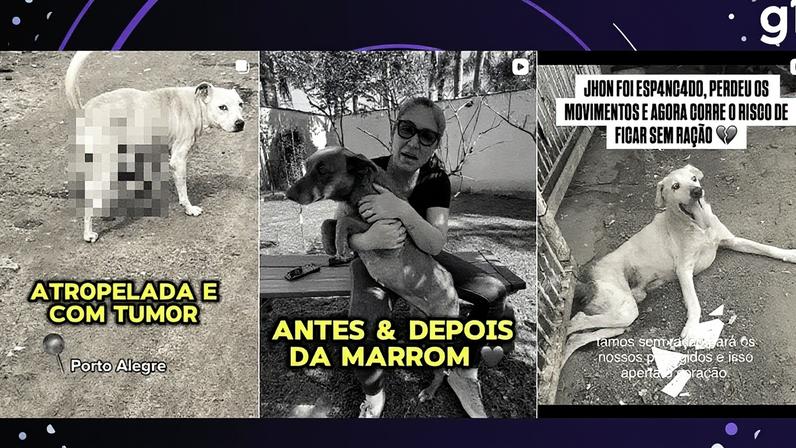 Ex-secretária de Canoas é suspeita de determinar eutanásia de cães após usá-los para receber doações (Foto: Reprodução)