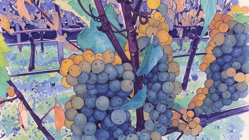 Uvas Chardonnay na vinícola Woodchester Valley, onde a colheita de 2025 começou em 2 de setembro (Foto: Reprodução)