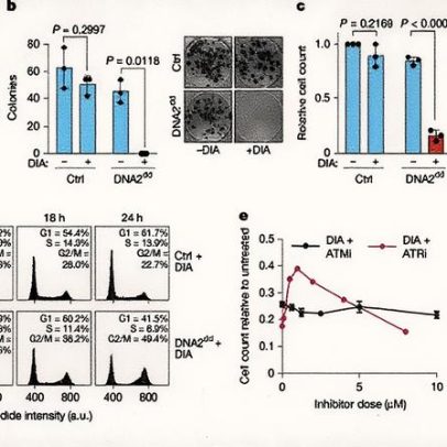 DNA2 promove crescimento ao limitar a replicação reiniciada por recombinação