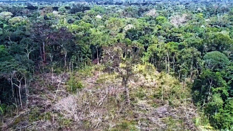 Gado em área desmatada na Reserva Extrativista Jaci-Paraná, em Rondônia (Foto: Reprodução)