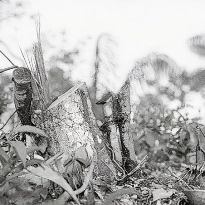 Desmatamento reduz chuvas em 74% e eleva temperatura em 16% na Amazônia seca
