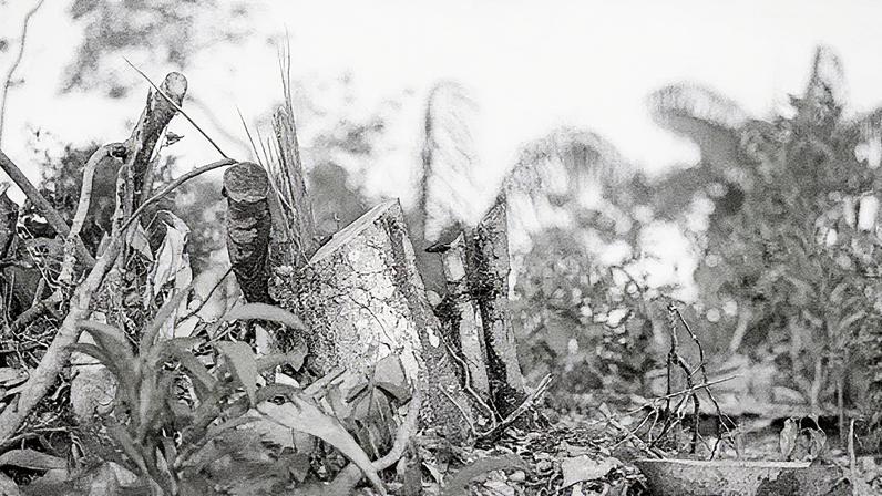 Área de desmatamento de floresta próxima ao rio Negro em 2016, com alerta sobre possíveis impactos na precipitação e temperatura (Foto: Reprodução)