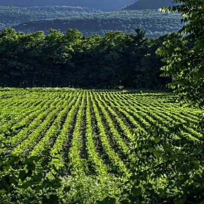 Produtores rurais defendem práticas justas em audiência nos Estados Unidos