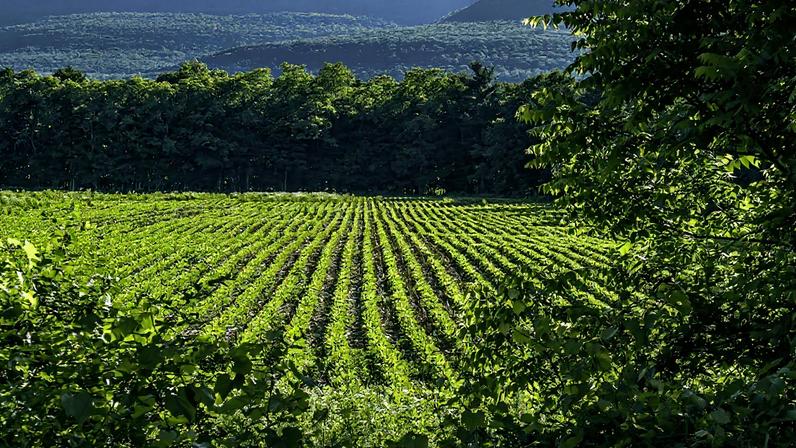 Plantação de soja com áreas preservadas ao redor (Foto: Reprodução)