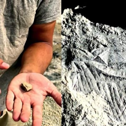 Fóssil de libélula de 75 milhões de anos encontrado no Canadá pode revolucionar a evolução