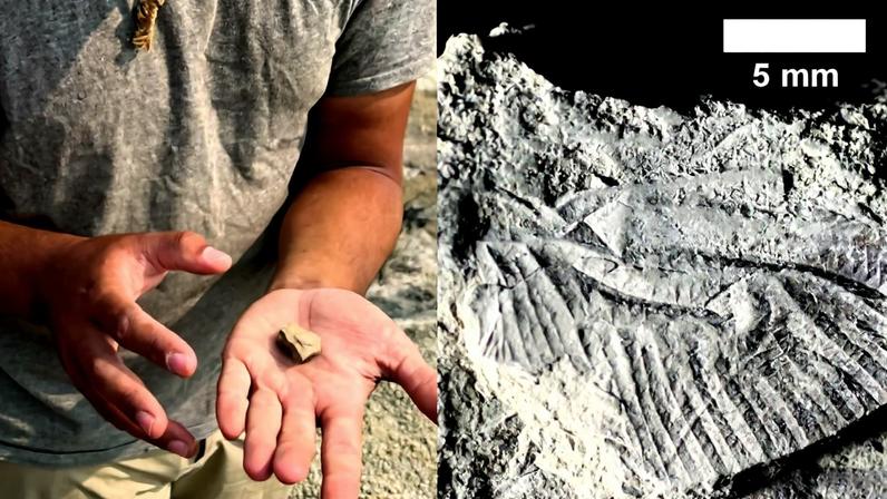 Fóssil de libélula encontrado em Alberta, no Canadá (Foto: Reprodução)