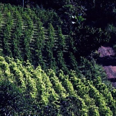 Colômbia se compromete a combater tráfico de drogas independentemente dos EUA