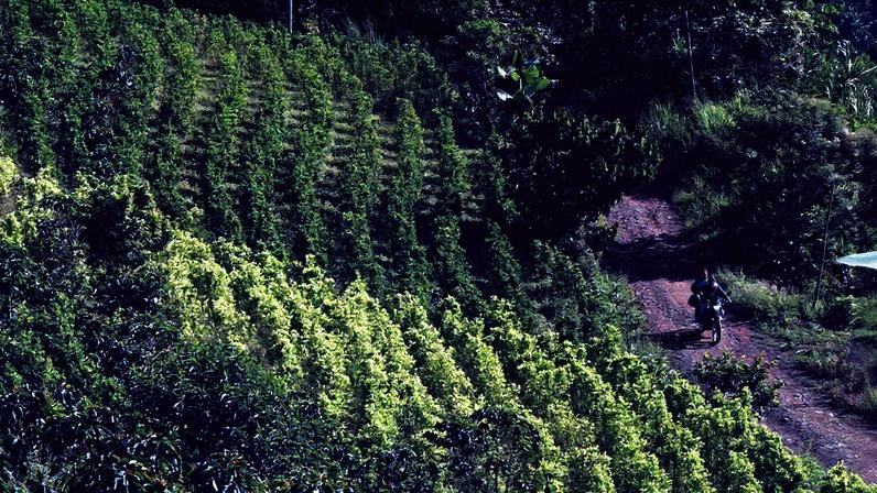 Motocicleta passa por plantação de café misto e folha de coca em Argélia, Cauca, Colômbia (Foto: Reprodução)