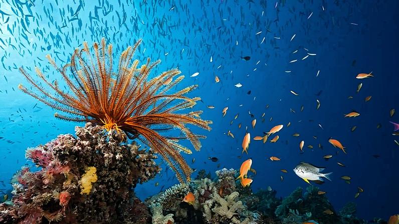 Oceano sustenta a pesca, o transporte e o turismo, além de ter a maior capacidade natural de captura de carbono do planeta (Foto: Reprodução)