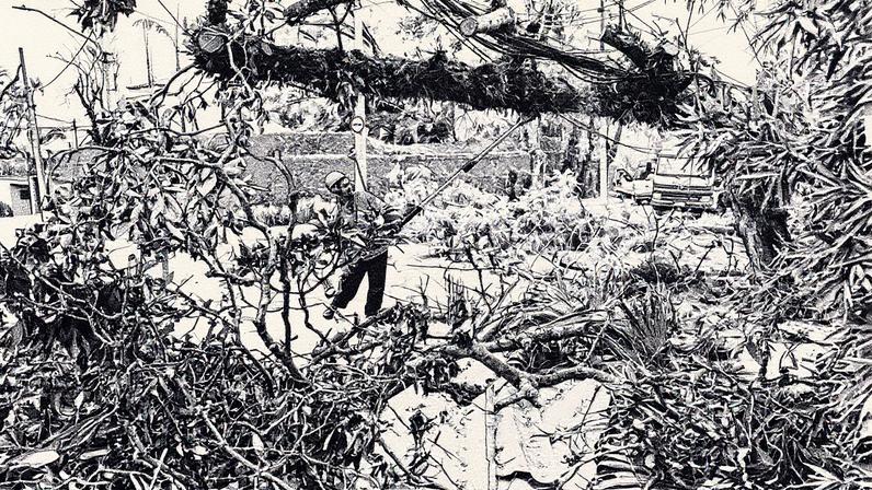 Árvore caída na rua Itápolis, próxima ao Pacaembu, após vendaval em São Paulo (Foto: Reprodução)