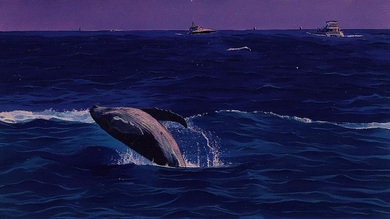 Baleia na região da Baixa Califórnia, México, no Oceano Pacífico (Foto: Reprodução)