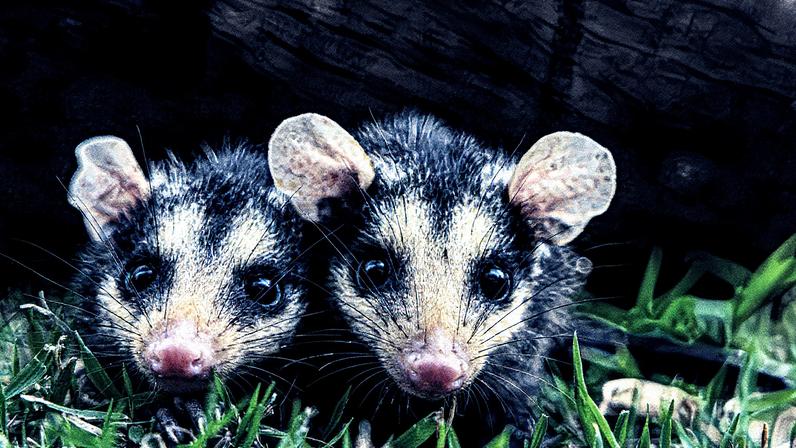 Filhotes de gambá-de-orelha-preta, conhecidos como saruês, em um centro de reabilitação de animais silvestres (Foto: Reprodução)