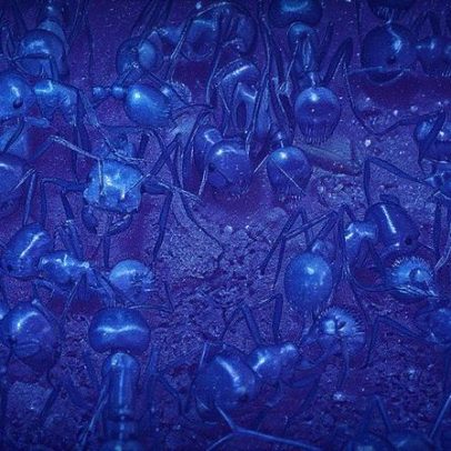 Formigas de Fiji desaparecem e preocupam mundo