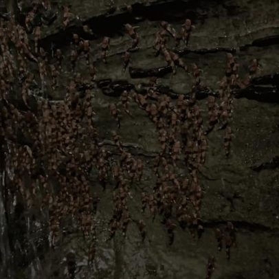Cientistas registram vídeo raro de bagre-abelha subindo cachoeiras no Brasil