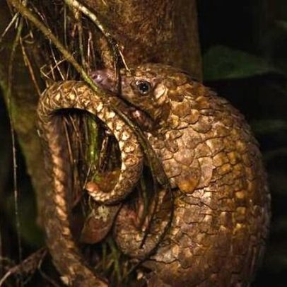 Pangolins no sudeste da Nigéria caçados para carne, não para escamas, aponta estudo