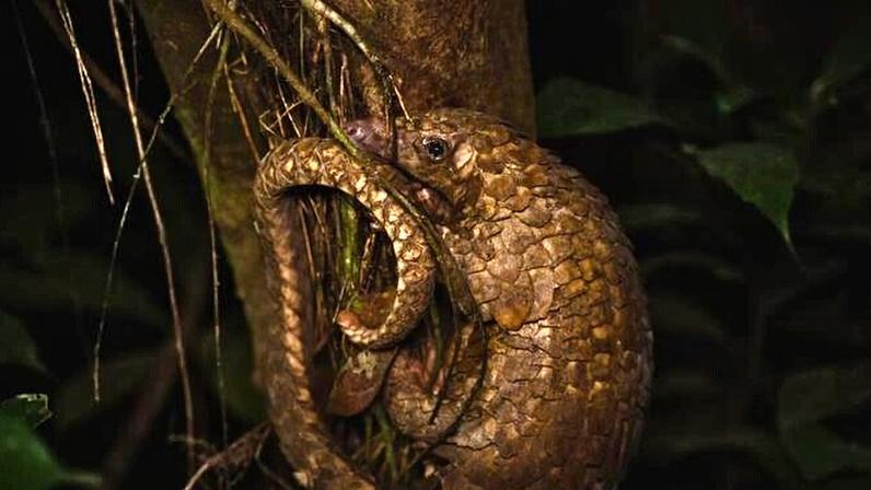 A white-bellied pangolin on a tree in Nigeria. This critically endangered species is one of the three species of pangolins found in the Cross River landscape. Image courtesy of Alex Moore.