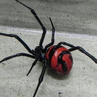 Mulher injeta aranha esmagada no corpo para buscar efeito entorpecente