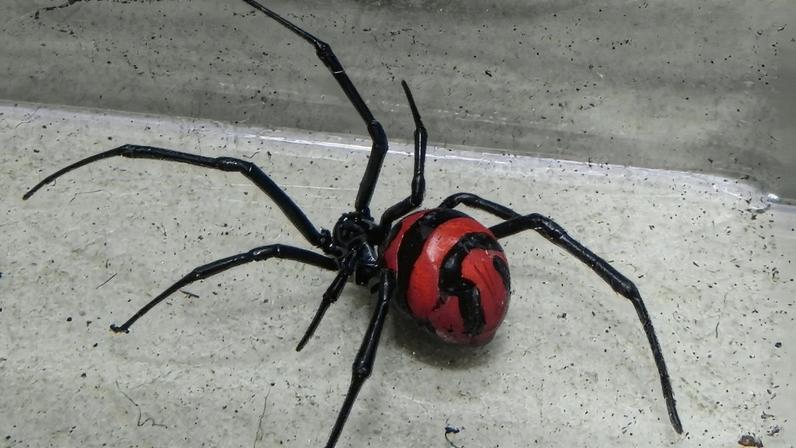 Viúva-negra em destaque, mostrando suas características marcantes (Foto: Reprodução)