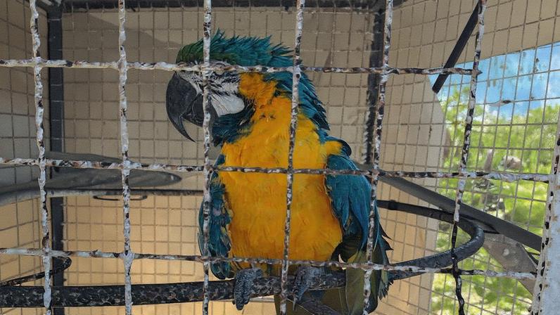 Arara-canindé mantida em cativeiro (Foto: Reprodução)