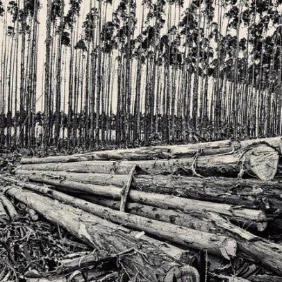 Produção florestal brasileira cresce 16,7% em 2024