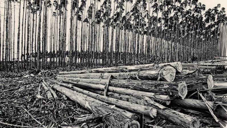 Colheita de toras para celulose bateu recorde histórico