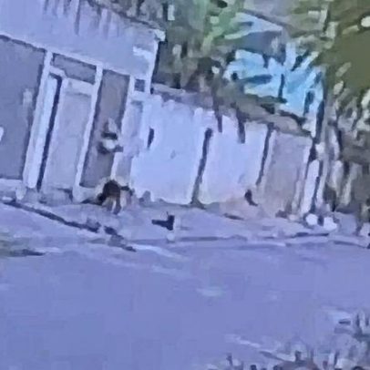 Chumbinho é identificado como responsável pela morte de quatro cães em Sepetiba