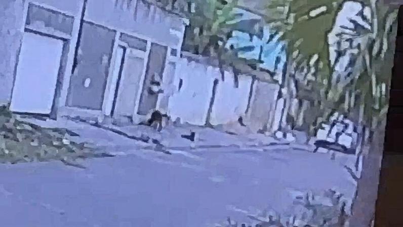Imagem da câmera de segurança mostrando um animal em uma área urbana (Foto: Reprodução)