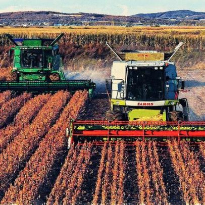China prioriza soja argentina após redução de impostos, ignorando EUA