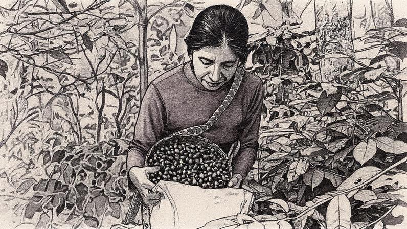 Recolección de café en Tenejapa, Chiapas (México) (Foto: Reprodução)