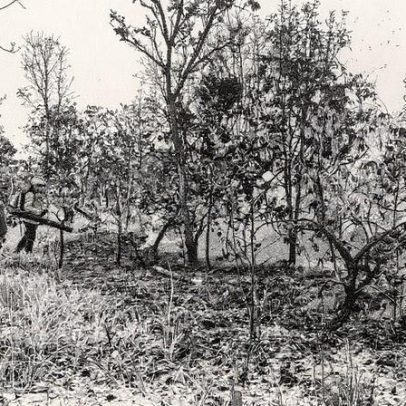 Cerrado é essencial para a preservação da Amazônia e do meio ambiente brasileiro