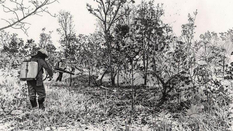Brigadistas realizam simulação de queima prescrita em área da Reserva Natural Serra do Tombador, em Cavalcante (GO) (Foto: Reprodução)
