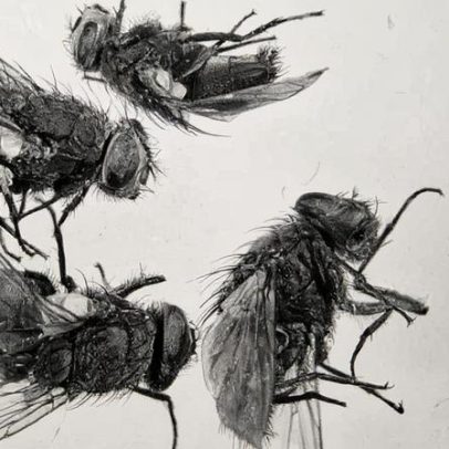 Cientistas aprimoram uso de insetos para elucidar crimes complexos