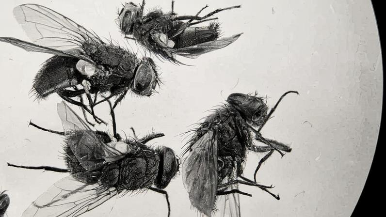 Moscas da família Calliphoridae, de cor verde iridescente, são as primeiras a chegar quando um corpo morre (Foto: Reprodução)