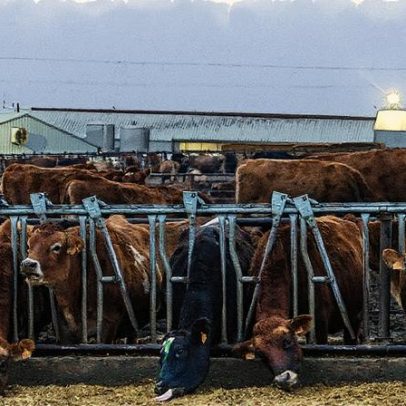Risco de nova pandemia surge principalmente nas Américas, alerta virologista