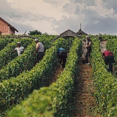 Colheita de vinho na França em 2025 tem volumes reduzidos, mas Burgundy e Jura se recuperam
